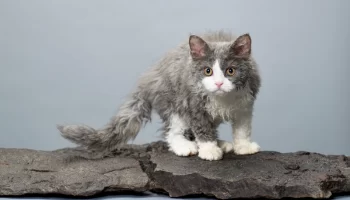 Selkirk Rex – Saiba mais sobre esse gato de pelagem ondulada