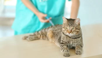 Vacinação em gatos e cães – Qual a importância?