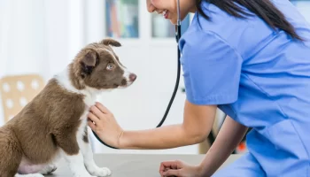 Veterinário ideal – Como escolher para o seu pet