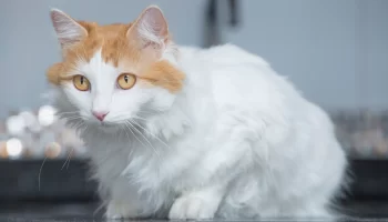 Gato Turkish Van – Saiba mais sobre essa raça