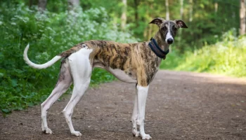 Greyhound – Saiba mais sobre essa raça de cachorro