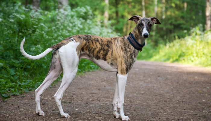 Greyhound - Saiba mais sobre essa raça de cachorro