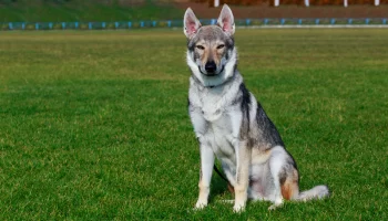 Lobo Checoslovaco – Descubra mais sobre essa raça de cão