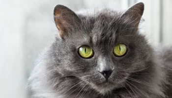 Nebelung – Descubra mais sobre este gato de pelagem longa