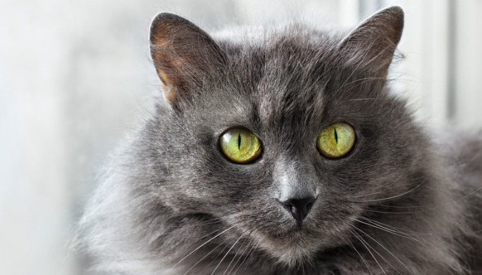 Nebelung - Descubra mais sobre este gato de pelagem longa