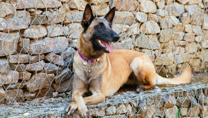 Pastor Belga - Saiba mais sobre os cães desta raça