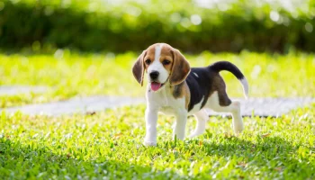 Beagle – Saiba mais sobre essa raça tão famosa