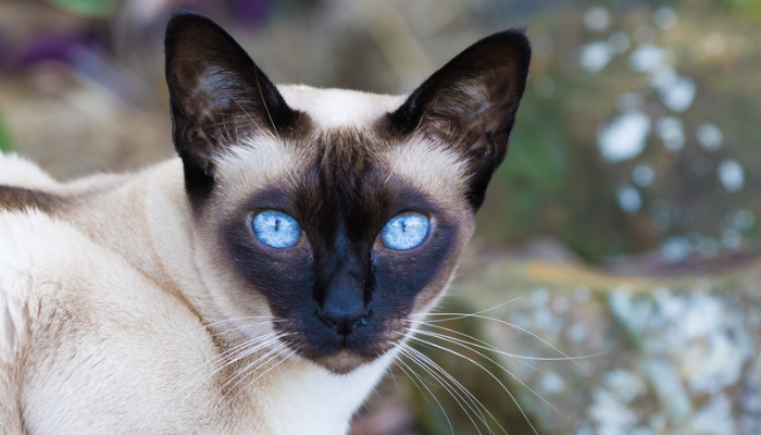 Gato Tonquinês - Saiba mais sobre essa raça inteligente e afetuosa