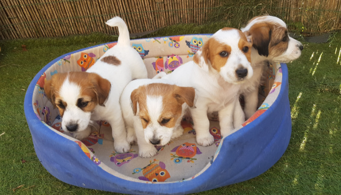 Jack Russell - Saiba mais sobre essa raça de cachorro