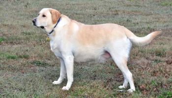 Labrador Retriever – Saiba mais sobre essa raça gentil de cachorro