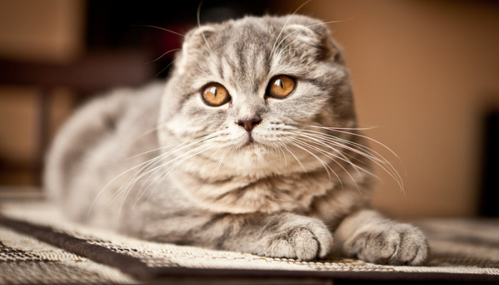 Scottish Fold - Saiba mais sobre essa raça de gato