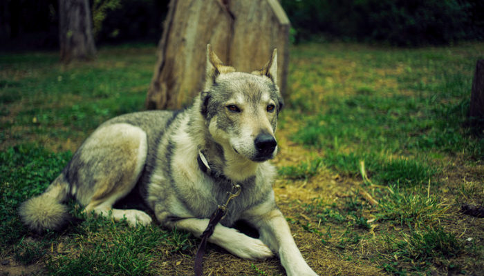 Tamaskan - Descubra mais sobre esse cão que parece um lobo