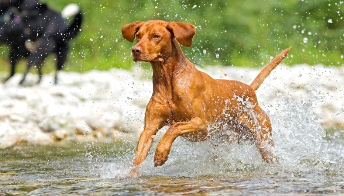 Vizsla Húngaro - Saiba mais sobre esse excelente cão de caça