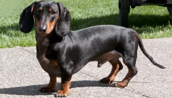 Dachshund – Saiba mais sobre o amado cão salsicha