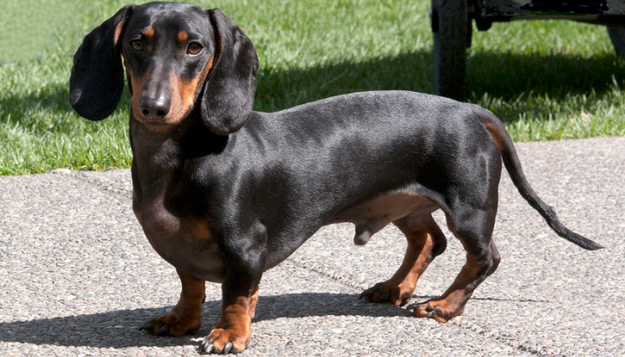 Dachshund - Saiba mais sobre o amado cão salsicha