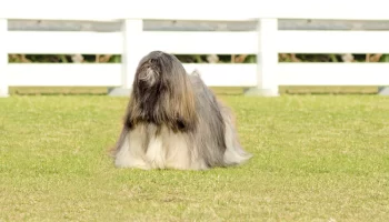 Cão Lhasa Apso – Descubra mais sobre essa raça de cães