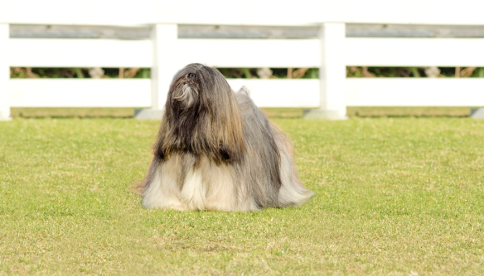 Cão Lhasa Apso - Descubra mais sobre essa raça de cães