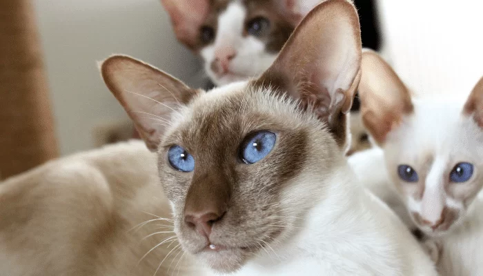 Gato Oriental Longhair - Saiba mais sobre essa raça