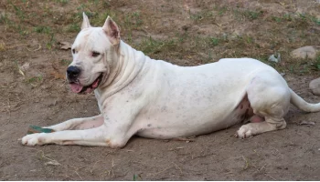 Raça Dogo Argentino – Saiba mais sobre esse cão leal