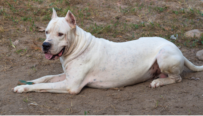 Raça Dogo Argentino - Saiba mais sobre esse cão leal