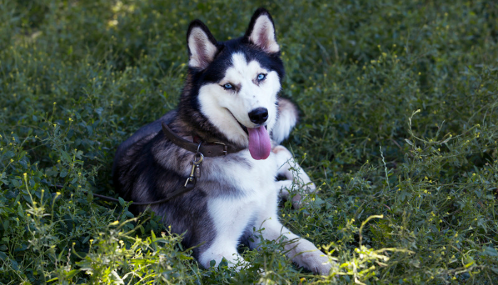 Raça Husky Siberiano - Saiba mais desse cão resistente ao frio