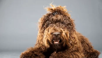 Barbet – Descubra mais sobre esse cão robusto e peludo