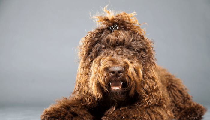 Barbet - Descubra mais sobre esse cão robusto e peludo