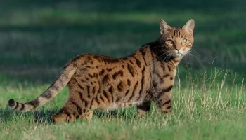 Bengal – Descubra mais sobre essa raça de gato