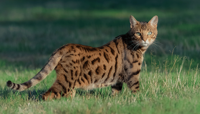 Bengal - Descubra mais sobre essa raça de gato