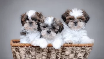 Raça Shih Tzu – Feliz e extrovertido o cachorro ideal para família!