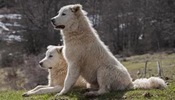 Pastor Canadense -Saiba mais sobre esse cão ativo e leal