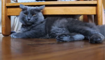 Raça Nebelung – Saiba mais sobre esse gato de pêlo longo