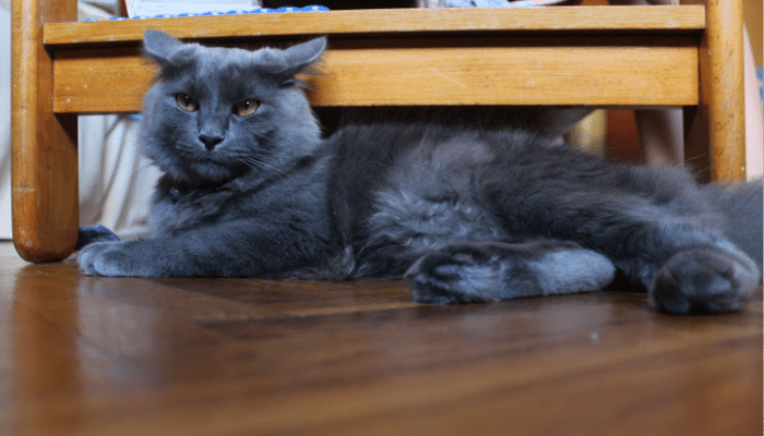 Raça Nebelung - Saiba mais sobre esse gato de pêlo longo