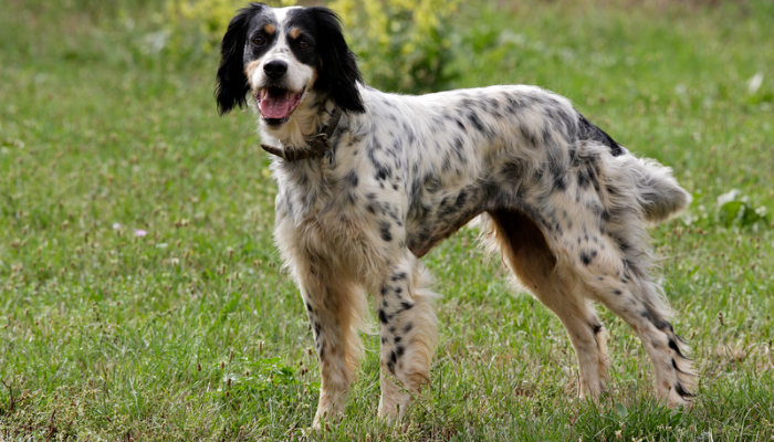 Raça Setter Inglês - Saiba mais sobre esse cão inteligente e leal