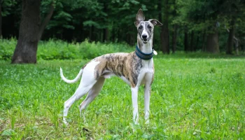 Cachorro de corrida – Descubra algumas das raças mais rápidas!