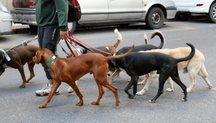 Cachorros na Cidade: Adaptando-se à Vida Urbana com seu Pet