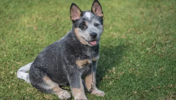 Cão Burriler – Curiosidades sobre essa raça enérgica e inteligente!