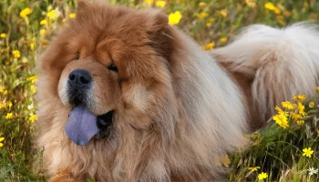 Chow Chow – Descubra mais sobre esse cachorro da língua azul!