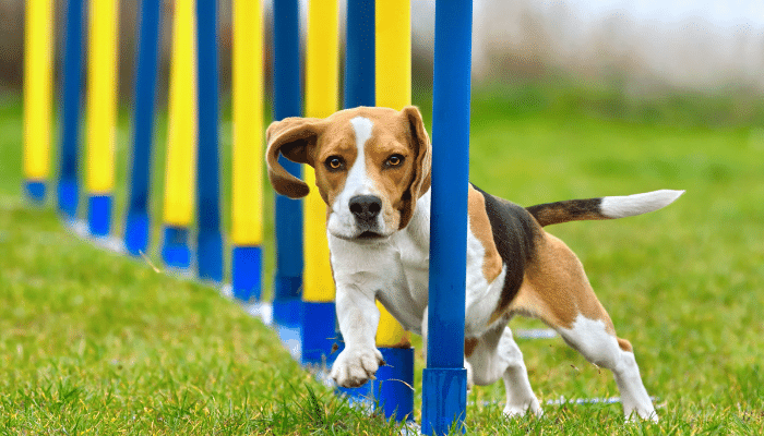 Como Adestrar seu Cachorro: Técnicas e Truques Eficazes