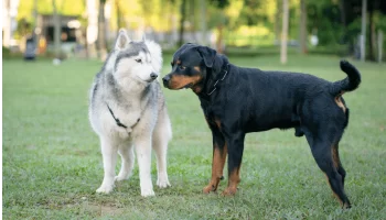 Como Socializar seu Cachorro e Fazer Novas Amizades Caninas