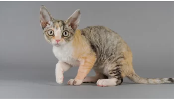 Devon Rex: Um Gato Encantador e Curioso