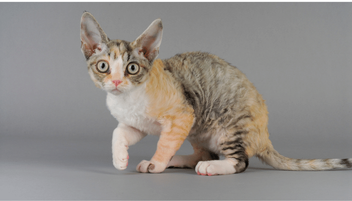 Devon Rex: Um Gato Encantador e Curioso