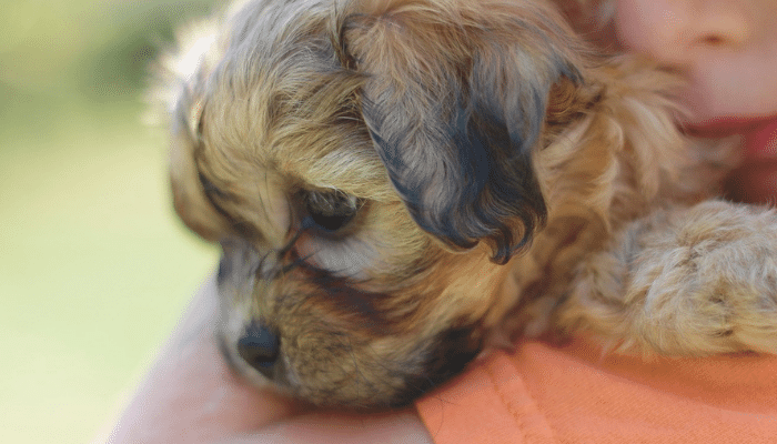 O Cachorro Shichon: Uma Raça Encantadora e Carinhosa