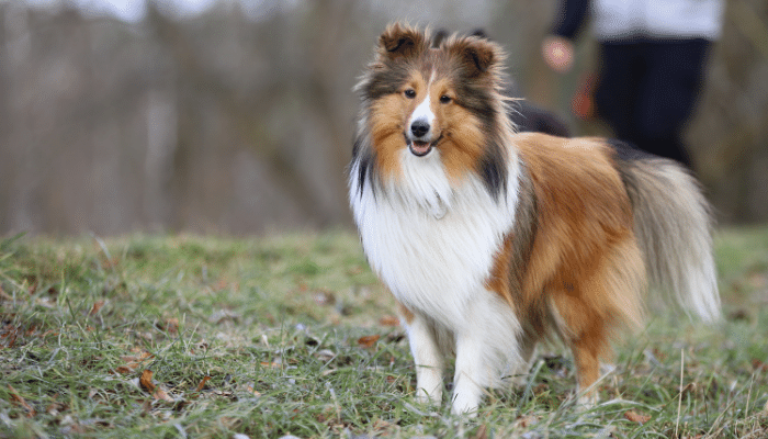 Pastor Shetland: Um Cão de Energia e Inteligência