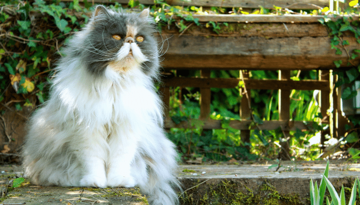 Persa – Saiba mais sobre essa raça de gatos afetuosa e popular