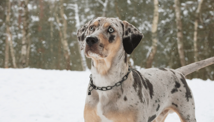 Catahoula Leopard Uma Raça de Cachorro Versátil e Única