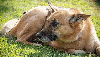 Chinook Descobrindo a Raça Canina Americana Pioneira