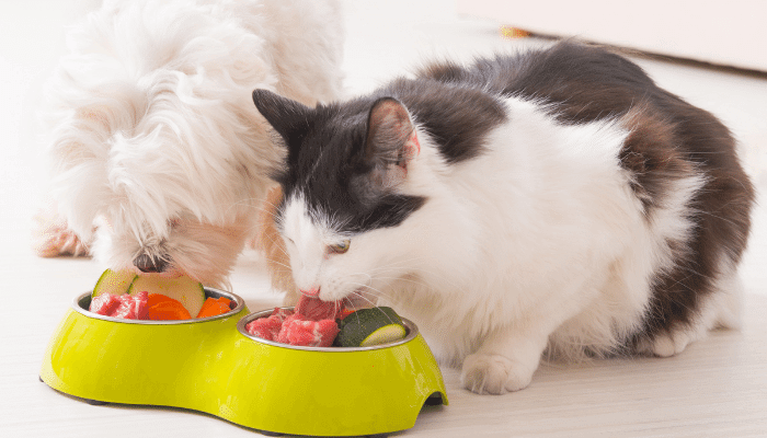 Como Fazer uma Dieta Natural para Manter Seu Pet Saudável