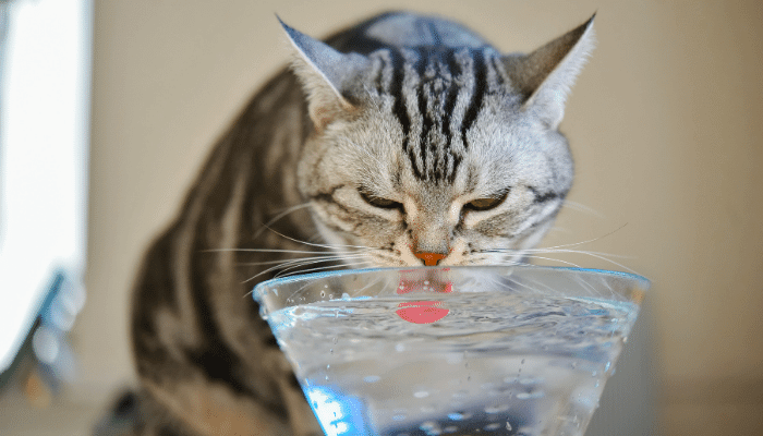 Como Fazer uma Dieta Natural para Manter Seu Pet Saudável