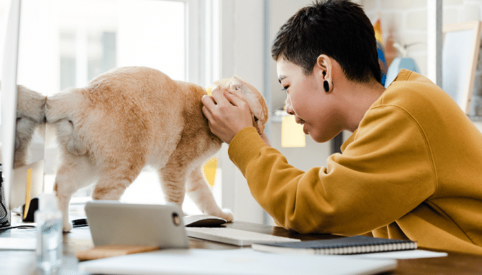 Gato Em Casa Melhore Sua Saúde E Bem-estar Agora